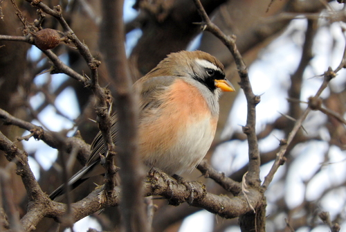 Many-colored Chaco Finch (Saltatricula multicolor), photo 6