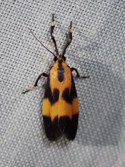 Lycomorphodes flavipars
