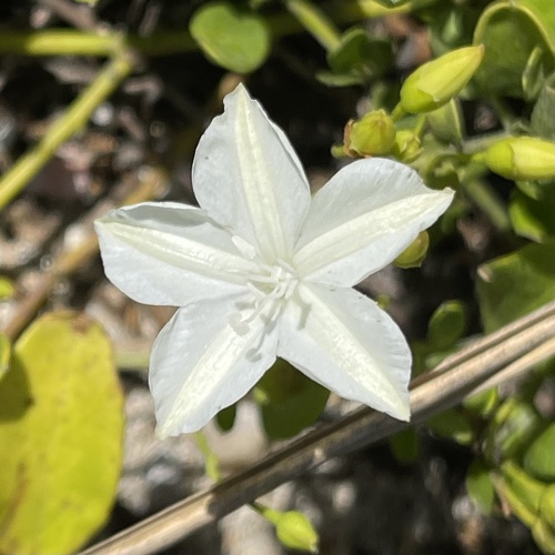 Jacquemontia reclinata House