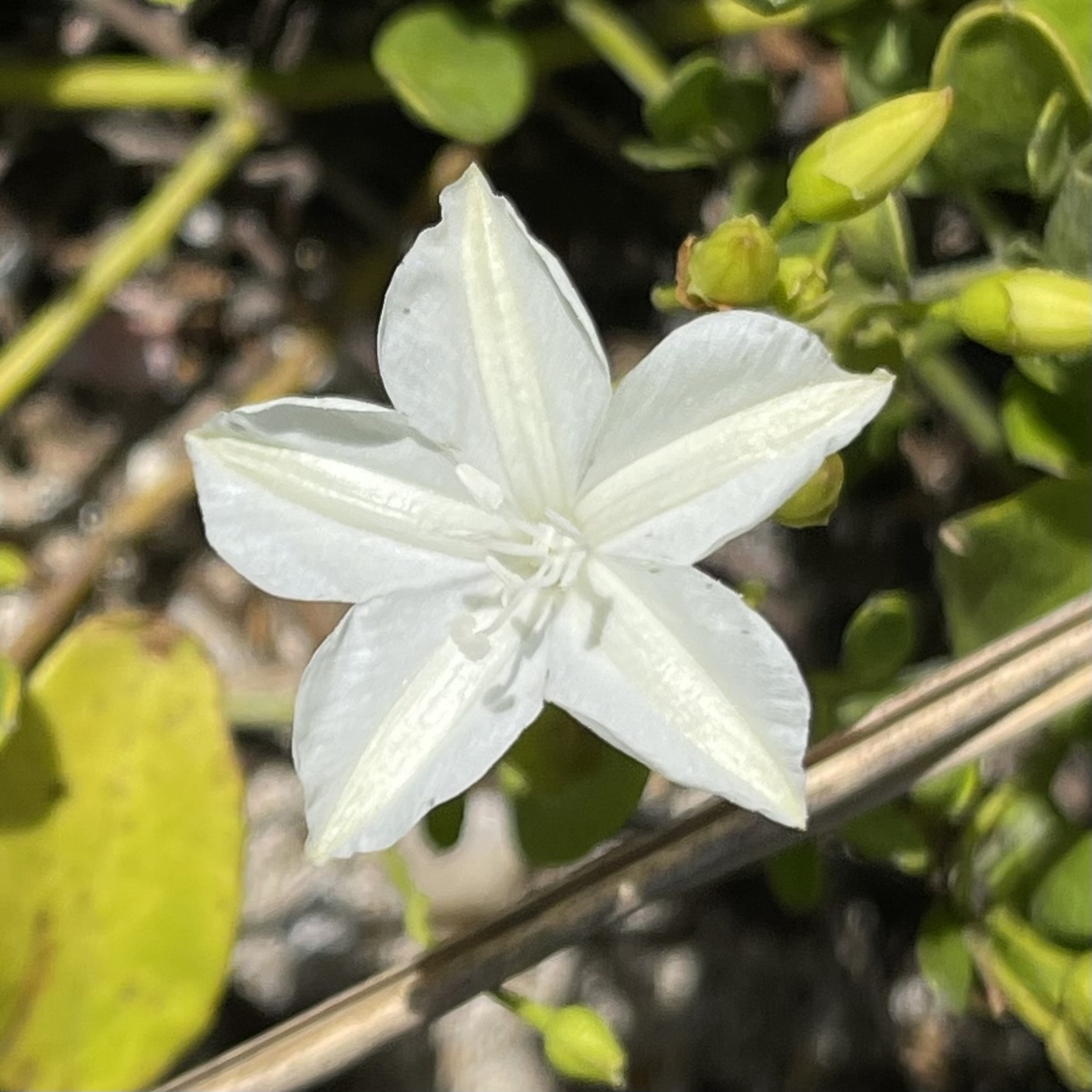 Jacquemontia reclinata
