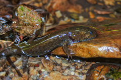 Dicamptodon aterrimus