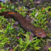 Idaho Giant Salamander - Photo (c) Radd Icenoggle, some rights reserved (CC BY-NC), uploaded by Radd Icenoggle