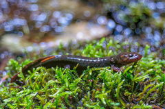 Dicamptodon aterrimus