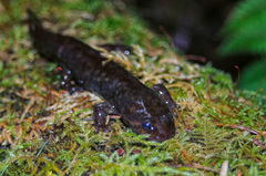 Dicamptodon aterrimus