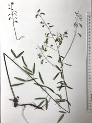 Desmodium strictum
