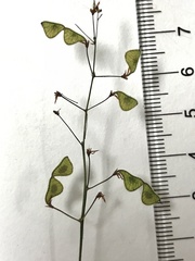 Desmodium strictum