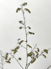 Desmodium strictum