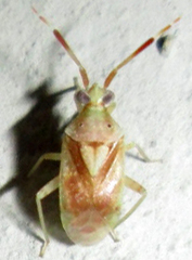 Eurystylus