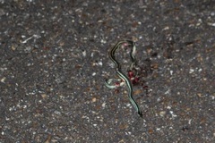 Thamnophis proximus proximus