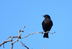Knipolegus aterrimus