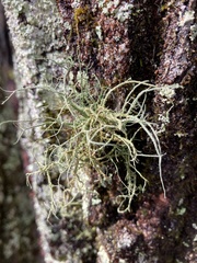 Usnea barbata