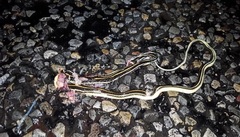 Thamnophis proximus proximus