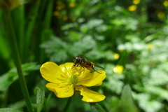 Dasysyrphus pinastri