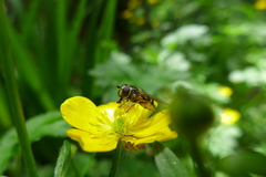 Dasysyrphus pinastri