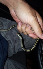 Thamnophis proximus proximus
