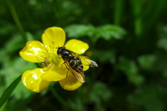 Dasysyrphus pinastri