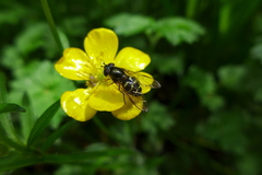 Dasysyrphus pinastri