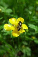 Dasysyrphus pinastri