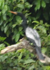 Anhinga anhinga anhinga