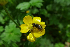 Dasysyrphus pinastri