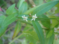 Metastelma californicum
