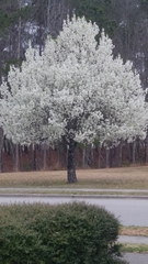 Pyrus calleryana