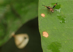 Parachartergus amazonensis