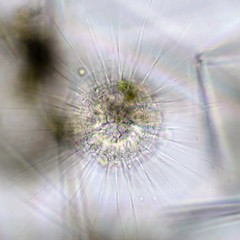 Actinosphaerium eichhornii