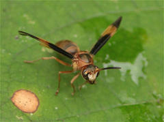 Parachartergus amazonensis