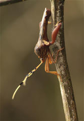 Spathophora biclavata