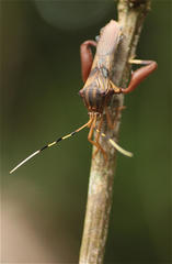Spathophora biclavata