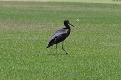 Ciconia abdimii
