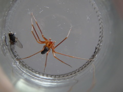 Loxosceles yucatana