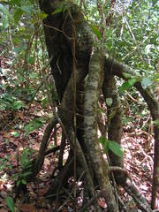 Clusia nemorosa