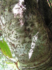 Clusia nemorosa