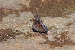 Charaxes guderiana guderiana