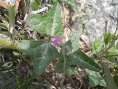 Phaseolus filiformis