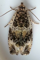 Olethreutes versicolorana