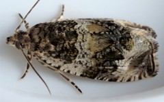 Olethreutes versicolorana