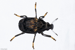 Stenocerus fulvitarsis