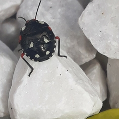 Chinavia erythrocnemis