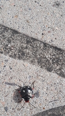 Chinavia erythrocnemis