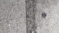 Chinavia erythrocnemis