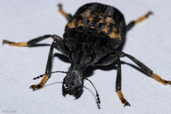 Stenocerus fulvitarsis