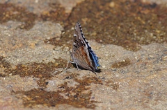 Charaxes guderiana guderiana