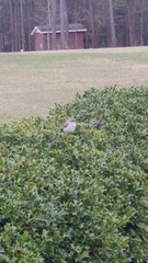 Mimus polyglottos
