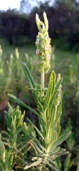 Lavandula viridis