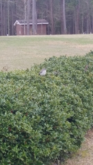 Mimus polyglottos