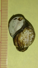 Campeloma