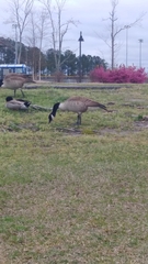 Branta canadensis